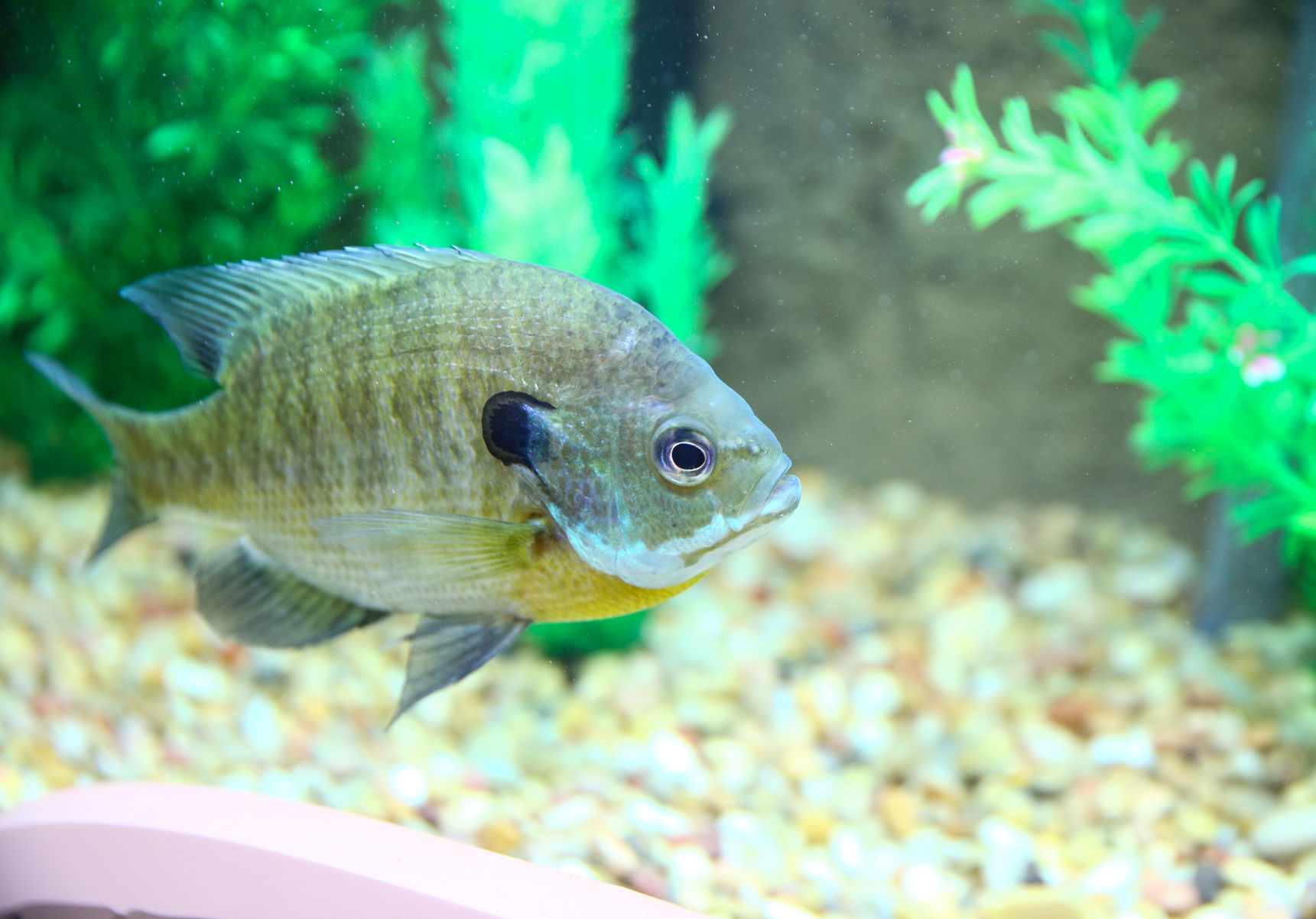 Fish at Lime Creek